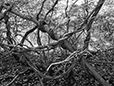 Entwined 29